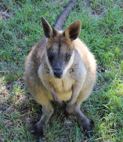 Venman Bushland National Park Mount Cotton