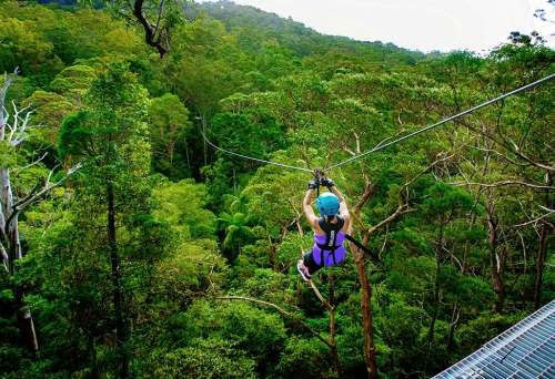Person on Canyon Flyer Zipline Tour, Tamborine Mountain, Gold Coast Hinterland