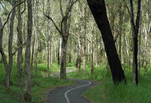 Boondall Wetlands paperbark forest and cycle path