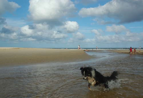 Dog on Currimundi Beach Off Leash dog beach in the water