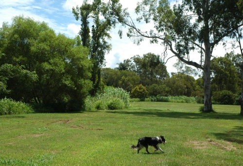 Dog playing in Downfall Creek Reserve Off-Leash Dog Park