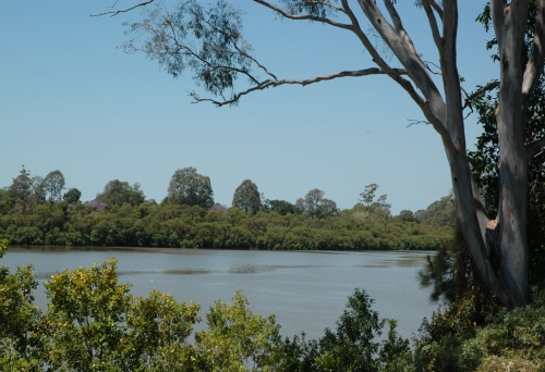 Brisbane river and gum trees Graceville 