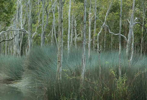long grass, lagoon and paper bark trees in Karawatha Forest in Stretton