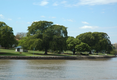 Orleigh park seen from opposite bank of the Brisbane River