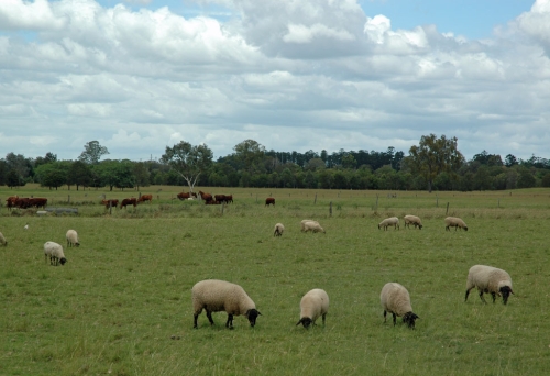 Sheep grazing in field inside Oxley Creek Common in Rocklea
