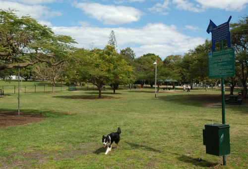 Dog running near entrance of Powerhouse Dog Park in New Farm