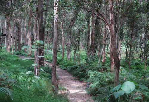 Walking track through the forest 