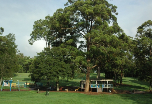Large tree in Anzac Park and children's playground