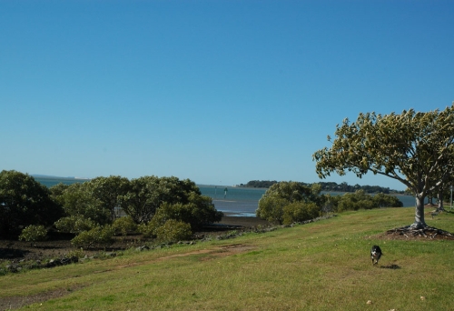 Dog running in park with bay views in Aquatic Paradise Dog Park Birkdale