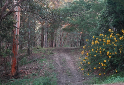 Bush track and yellow flowering bush inside Banks St Reserve in Newmarket