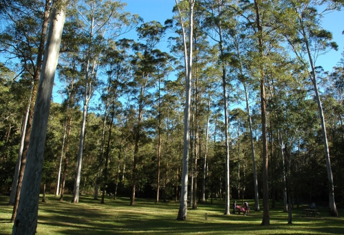 Pinic area inside Bellbird Grove, D'Aguilar National Park