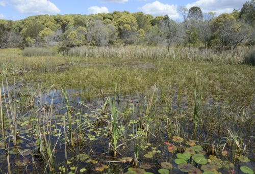 Wetland and busg inside Berrinba Wetlands Browns Plains in Logan