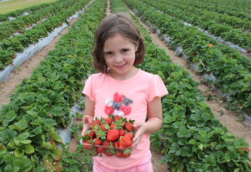 Chambers Flat Strawberry Farm