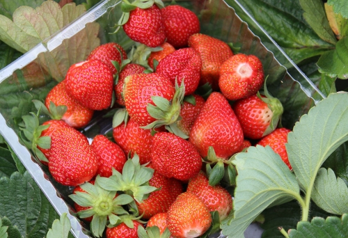 Tub of strawberries at Chambers Flat Strawberry Farm