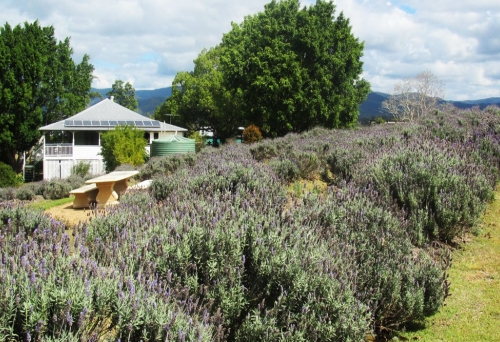 Blue Ridge Lavender Farm and Retreat Dayboro 