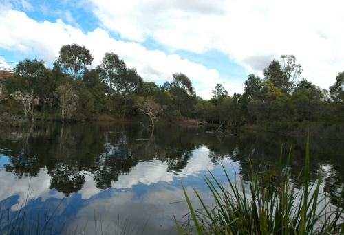 Wetland lake pond and bush inside Bowie’s Flat Wetland in Coorparoo