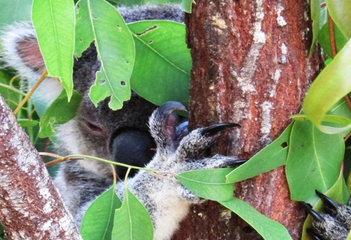 Koala in a tree at the Daisy Hill Koala Centre, Daisy Hill