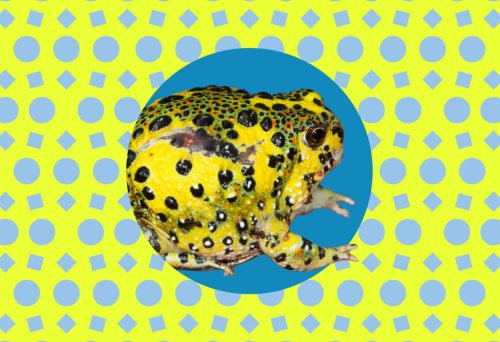 Science Night - Amphibians with Dr Ian Brennan