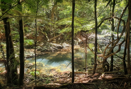 Heartwood Nature Bathing