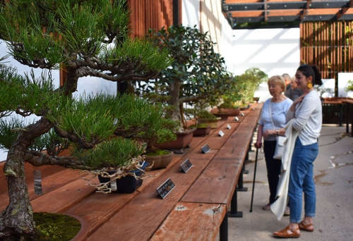 Bonsai House, Mt Coot-tha Botanic Gardens, Brisbane, Japanese plants, Len Webber, Brisbane City Council, Toowong, gardeners, plant lovers, cherry blossoms