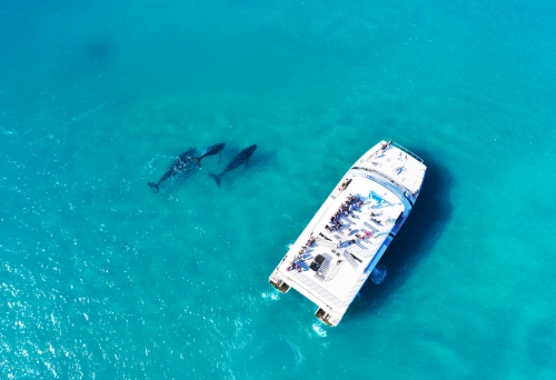 Whale Watching Tangalooma Island Resort