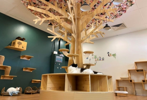 Cat Experience Danta BNE
