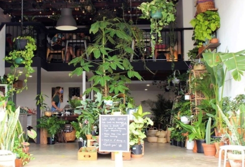 Epilo, Woolloongabba, plants, coffee  