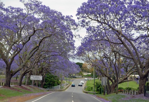 Entry to Goodna Jacaranda Festival