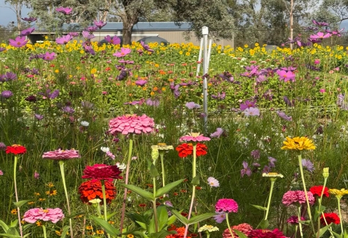 Flower Farm at Karinya in the Valley