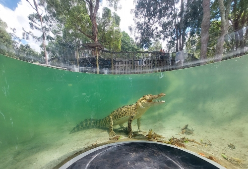 Lone Pine Koala Sanctuary