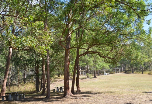 Hoop Pine Picnic Area, Mt Coot-tha