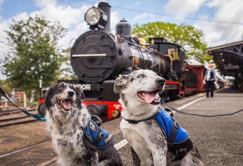 Two dogs in front of the Mary Valley Rattler