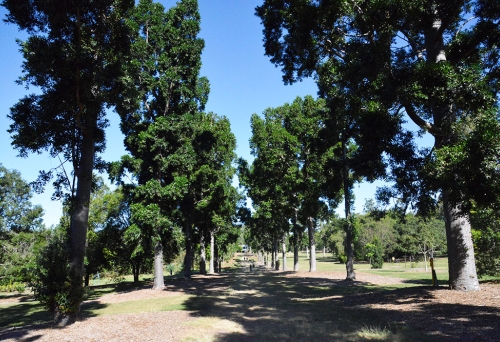 Tree lined path inside Sherwood Aboretum, Brisbane