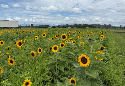 Field of sunflowers at Kalbar