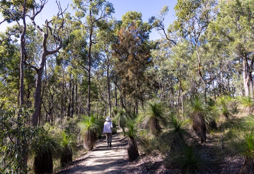 Chermside Hills Reserve 