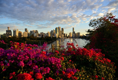 View of Brisbane City behind Bouganinvillea at Kangaroo Point