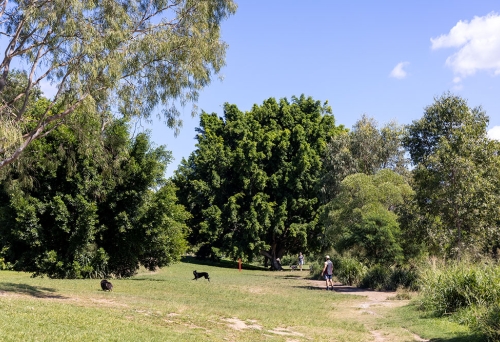 Kedron Brook Dog park