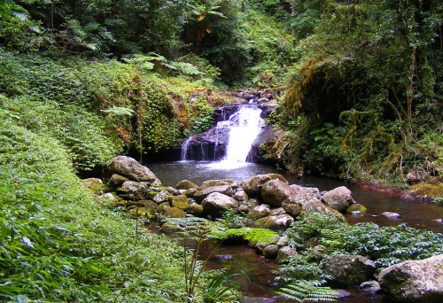 West Canungra Creek Trail