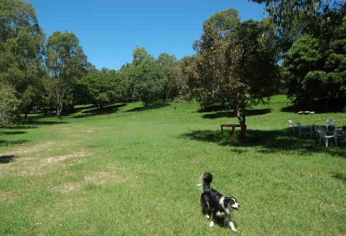 Dog running in Grange Forest Park Dog Off-Leash Area