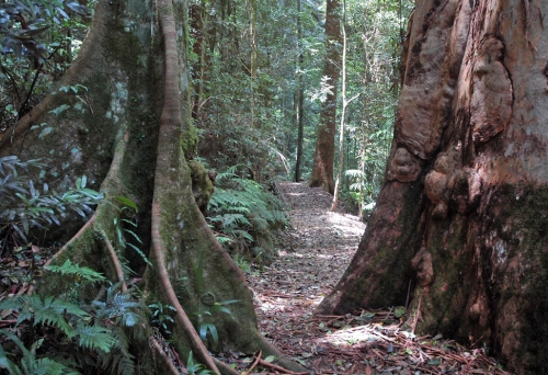 Large rain forest trees in Greenes Falls Circuit Mt Glorious