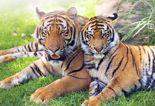 Dreamworld, Tiger Island 