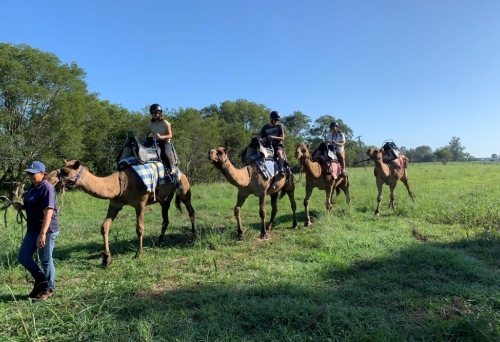 People riding camels Summer Land Camels
