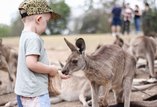 Child feeding kangaroos at Lone Pine Koala Sanctuary 