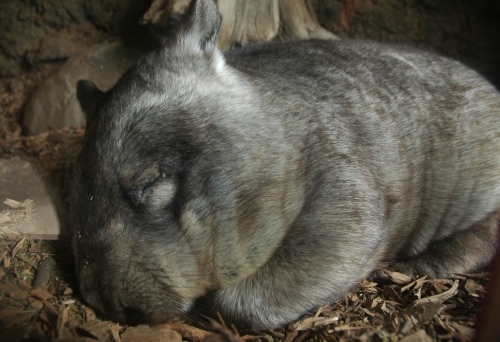 Wombat sleeping in glass cage inside the Ipswich Nature Centre