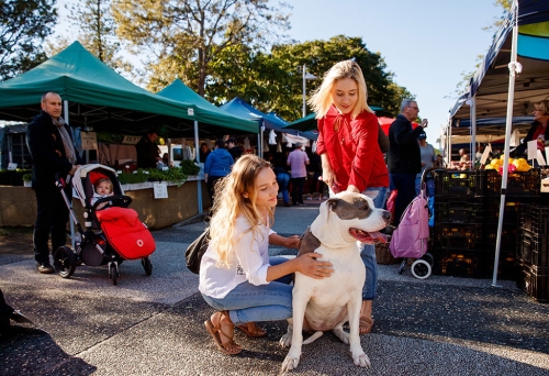 Dog friendly markets brisbane
