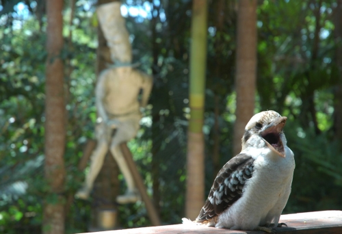 Kookaburra sitting on deck outside Maiala Teahouse Restaurant in Mt Glorious