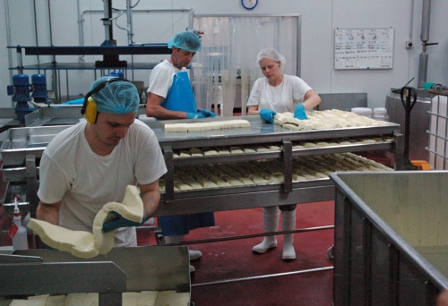 Workers inside cheese factory handling cheese.