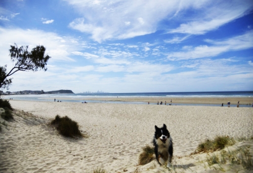 Palm Beach Dog Beach Gold Coast