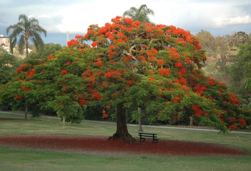 Flowering poinsettia tree at Victoria Park Spring Hill