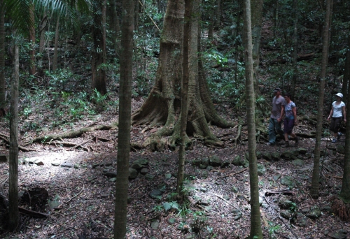 people walking in Rainforest Circuit Mt Glorious surrounded by tropical rainforest trees.